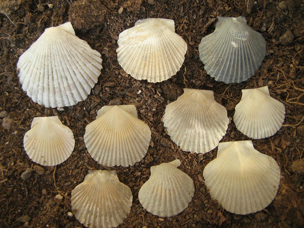 Piccoli pecten